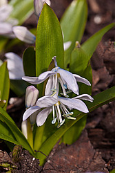 �������� ������� (Scilla mischtschenkoana) White Squill