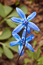 �������� ��������� (Scilla siberica)