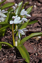 �������� ������� (Scilla mischtschenkoana) White Squill