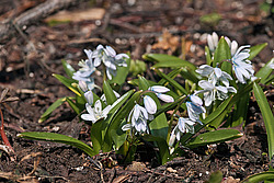 �������� ������� (Scilla mischtschenkoana) White Squill