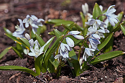 �������� ������� (Scilla mischtschenkoana) White Squill