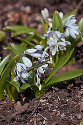 �������� ������� (Scilla mischtschenkoana) White Squill