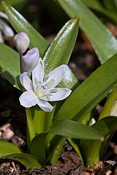 �������� ������� (Scilla mischtschenkoana) White Squill