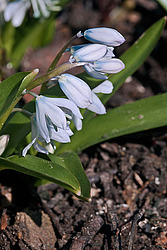 �������� ������� (Scilla mischtschenkoana) White Squill