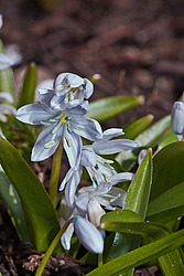 �������� ������� (Scilla mischtschenkoana) White Squill