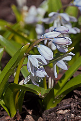 �������� ������� (Scilla mischtschenkoana) White Squill