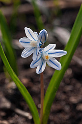 �������� �������������� (Puschkinia scilloides) Puschkinia