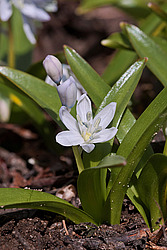 �������� ������� (Scilla mischtschenkoana) White Squill