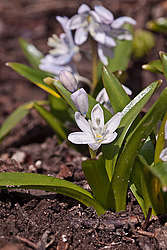 �������� ������� (Scilla mischtschenkoana) White Squill