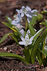 �������� ������� (Scilla mischtschenkoana) White Squill
