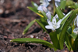 �������� ������� (Scilla mischtschenkoana) White Squill