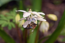 �������� ��������� (Scilla siberica)