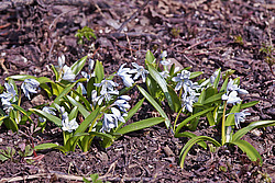 �������� ������� (Scilla mischtschenkoana) White Squill
