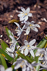 �������� ������� (Scilla mischtschenkoana) White Squill
