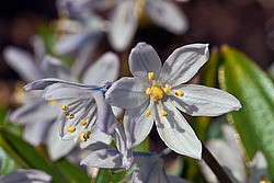 �������� ������� (Scilla mischtschenkoana) White Squill