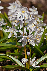 �������� ������� (Scilla mischtschenkoana) White Squill