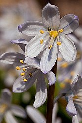 �������� ������� (Scilla mischtschenkoana) White Squill