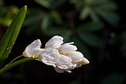 �������� �������������� (Puschkinia scilloides) Puschkinia