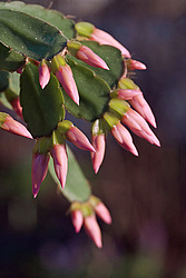 ������������� ������� (Rhipsalidopsis rosea) Pink Easter cactus