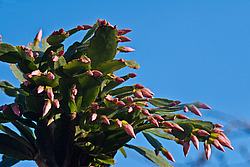 ������������� ������� (Rhipsalidopsis rosea) Pink Easter cactus