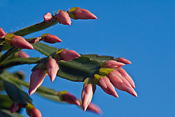 ������������� ������� (Rhipsalidopsis rosea) Pink Easter cactus