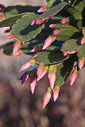 ������������� ������� (Rhipsalidopsis rosea) Pink Easter cactus