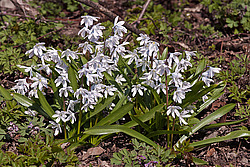�������� ������� (Scilla mischtschenkoana) White Squill