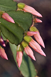 ������������� ������� (Rhipsalidopsis rosea) - Pink Easter Cactus