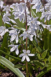 �������� ������� (Scilla mischtschenkoana)