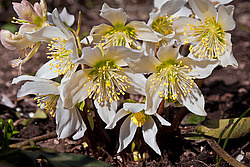 �������� ������ (Helleborus niger) Christmas rose / Black hellebore