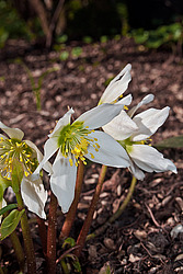 �������� ������ (Helleborus niger) Christmas rose / Black hellebore