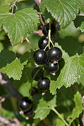 ��������� ������ (Ribes nigrum) Blackcurrant