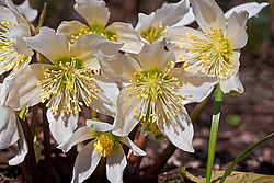 �������� ������ (Helleborus niger) Christmas rose / Black hellebore