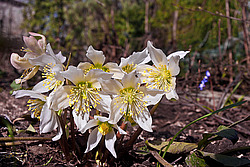 �������� ������ (Helleborus niger) Christmas rose / Black hellebore