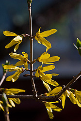 �������� ���������� / �������� �������������� (Forsythia ovata) Korean Forsythia
