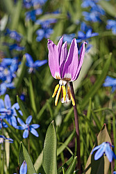 ������ ��������� (Erythronium sibiricum) Siberian Fawn Lily / Siberian Trout Lily.