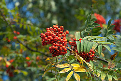 ������ ������������ (Sorbus aucuparia) European Rowan