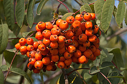 ������ ������������ (Sorbus aucuparia) European Rowan