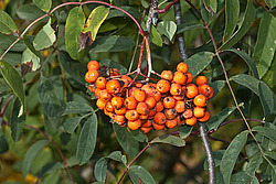 ������ ������������ (Sorbus aucuparia) European Rowan
