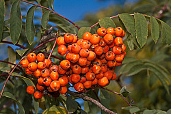 ������ ������������ (Sorbus aucuparia) European Rowan