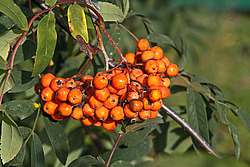 ������ ������������ (Sorbus aucuparia) European Rowan