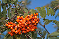 ������ ������������ (Sorbus aucuparia) European Rowan