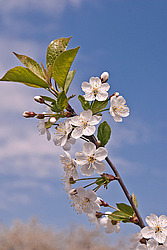 ����� ������������ (Prunus cerasus) Sour cherry