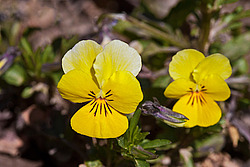 ������ ���������� / ������� ������ (Viola tricolor) Heartsease / Johnny Jump Up