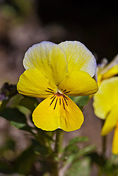 ������ ���������� / ������� ������ (Viola tricolor) Heartsease / Johnny Jump Up