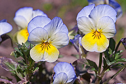 ������ ���������� / ������� ������ (Viola tricolor) Heartsease / Johnny Jump Up