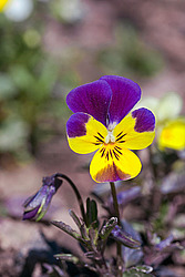 ������ ���������� / ������� ������ (Viola tricolor) Heartsease / Johnny Jump Up