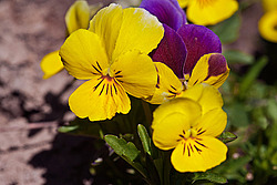 ������ ���������� / ������� ������ (Viola tricolor) Heartsease / Johnny Jump Up