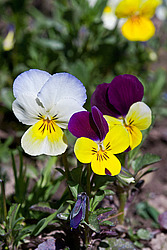 ������ ���������� / ������� ������ (Viola tricolor) Heartsease / Johnny Jump Up