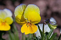 ������ ���������� / ������� ������ (Viola tricolor) Heartsease / Johnny Jump Up